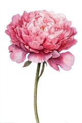 Fototapeta premium Elegant pink peony illustration