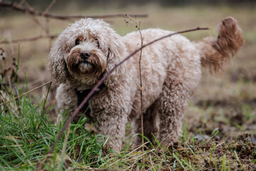 A beige cockapoo dog in a meadow