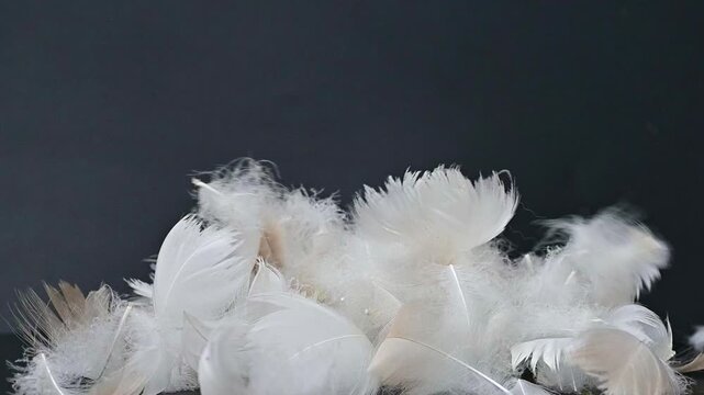 swan fluff on a black background