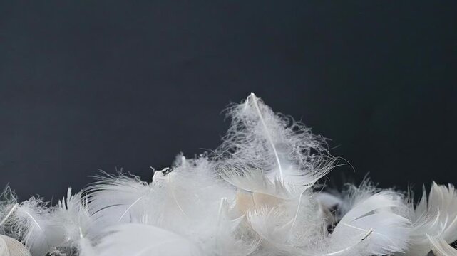 swan fluff on a black background