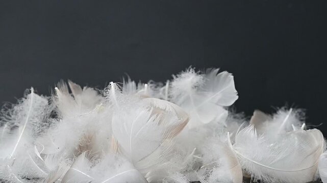 swan fluff on a black background
