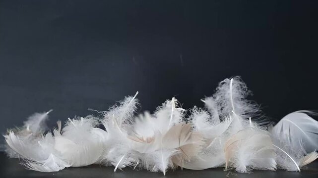 swan fluff on a black background