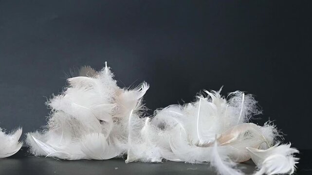 swan fluff on a black background