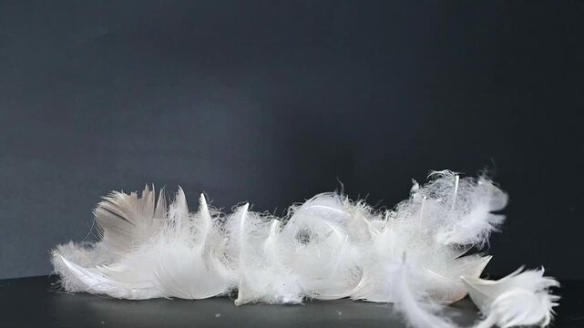 swan fluff on a black background