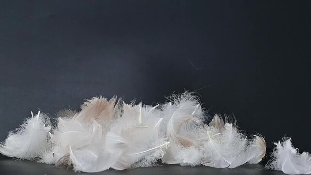 swan fluff on a black background
