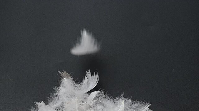 swan fluff on a black background