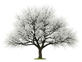 Fototapeta premium A large tree with bare branches and no leaves isolated on transparent background