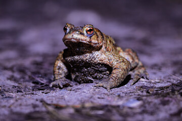 Close-up of a common toad or European toad (bufo bufo), a frog found throughout most of Europe, camouflaged on a forest path in spring at the time of toad migration, Weserbergland, Germany  © Dennis Eid