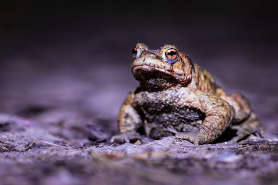 Close-up of a common toad or European toad (bufo bufo), a frog found throughout most of Europe, camouflaged on a forest path in spring at the time of toad migration, Weserbergland, Germany 