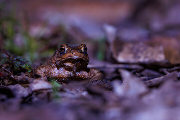 Close-up of a common toad or European toad (bufo bufo), a frog found throughout most of Europe, camouflaged on a forest path in spring at the time of toad migration, Weserbergland, Germany  © Dennis Eid