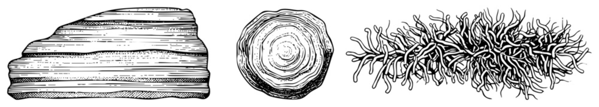 Vector illustration of layered rock strata, tree stump rings, and tangled root systems, rendered in halftone art style, ideal for scientific or educational use.