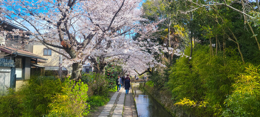 Kyoto, Japan: the Philosopher's Path in spring during cherry blossom season 