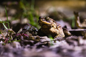 Close-up of a common toad or European toad (bufo bufo), a frog found throughout most of Europe, camouflaged on a forest path in spring at the time of toad migration, Weserbergland, Germany  © Dennis Eid
