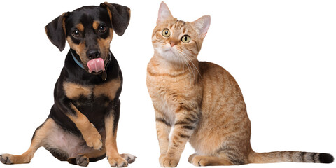 Obraz premium Cute Dog and Cat Sitting Together Isolated on Transparent Background