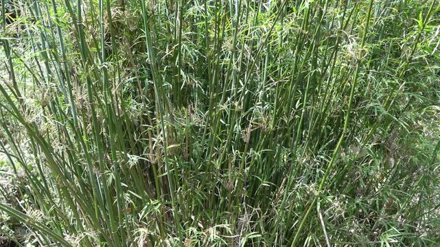 Dense wild bamboo canes and green foliage in natural daylight