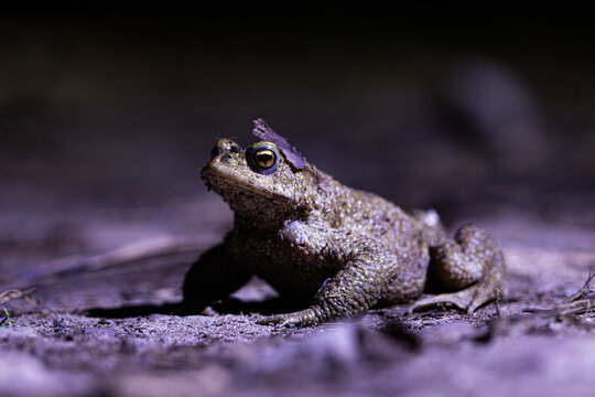 Close-up of a common toad or European toad (bufo bufo), a frog found throughout most of Europe, camouflaged on a forest path in spring at the time of toad migration, Weserbergland, Germany 