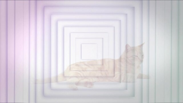 Vertical video: Tabby cat reclining in frame, nested squares pulsing, causing head turns for design