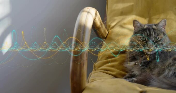 Djembe beating, waveform moving over mid, tabby cat settling on mustard cushion, music guiding gaze