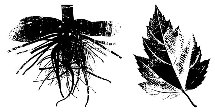 Graphic design featuring root plant structure and maple leaf, halftone texture, botanical illustration, vector art, nature motif, print.