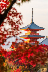 Fototapeta premium Kiyomizu-dera pagoda with maple autumn leaves in vertical , Kyoto
