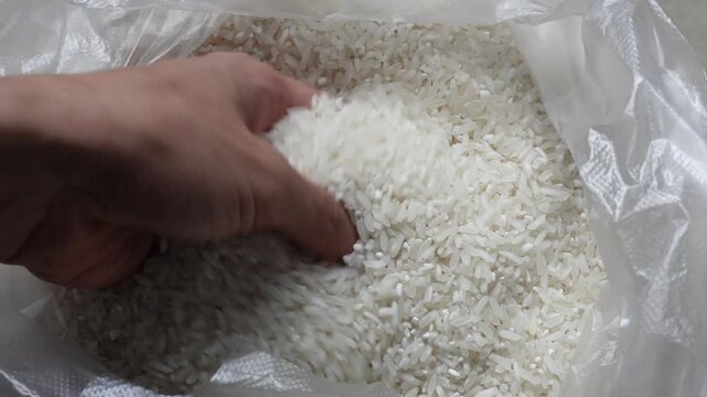 Rice in hand 