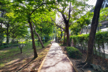 Fototapeta premium Jogging path surround by big tree at sunrise in park