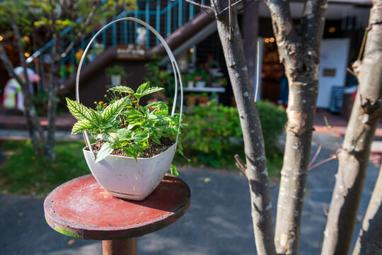Plant on flower pot decor at Yufuin village, Oita