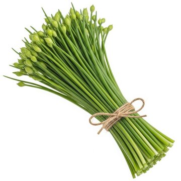 Fresh bunch of green garlic scapes tied with twine