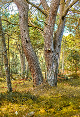 Fototapeta premium Nature, development or trees in forest with grass, woodland or trunk structure in ecology. Botanical, branch and plants outdoor with growth, agriculture and wilderness greenery in rural environment.