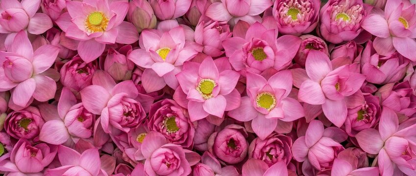 Close Packed Pink Lotus Flowers Filling Entire Frame Floral Background