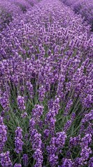 Obraz premium Dense Layer of Purple Lavender Flowers Filling the Entire Frame