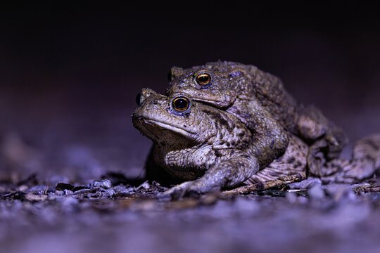 Common toad mating (Bufo bufo) in their natural habitat at night