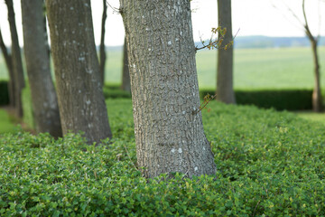 Fototapeta premium Botanical, development or branches in forest with trees, woodland or trunk structure in ecology. Nature, branch or plants outdoor with growth, agriculture and wilderness greenery in rural environment