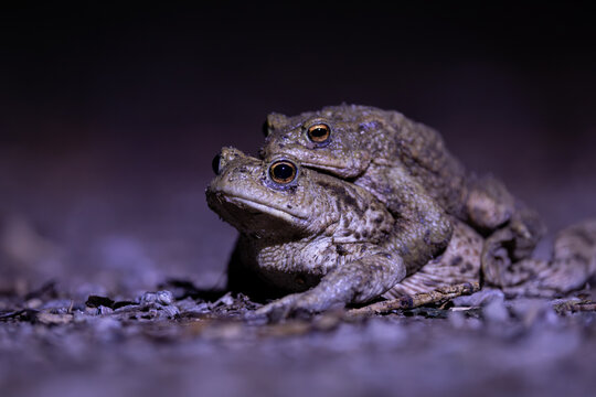 Common toad mating (Bufo bufo) in their natural habitat at night