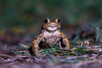Close-up of a common toad or European toad (bufo bufo), a frog found throughout most of Europe, camouflaged on a forest path in spring at the time of toad migration, Weserbergland, Germany  © Dennis Eid