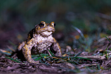 Close-up of a common toad or European toad (bufo bufo), a frog found throughout most of Europe, camouflaged on a forest path in spring at the time of toad migration, Weserbergland, Germany  © Dennis Eid