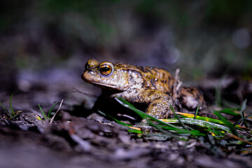 Close-up of a common toad or European toad (bufo bufo), a frog found throughout most of Europe, camouflaged on a forest path in spring at the time of toad migration, Weserbergland, Germany  © Dennis Eid