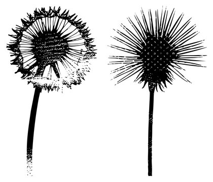 Dandelion clocks with feathery seeds, blowball plants, weed flora, botanical illustration, vector sketch, nature design, garden.