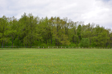 Obraz premium Green Field with Wooden Fence and Forest Under Overcast Sky copy space