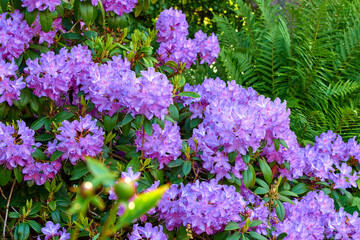 Fototapeta premium Environment, garden and plant with flowers in nature for landscape, countryside and leaves. Spring season, botany and eco friendly with Rhododendron outdoor for blossom, sustainability and foliage