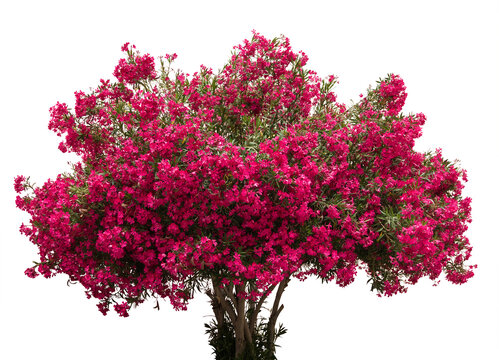 red blooming Oleander bush isolated on white background