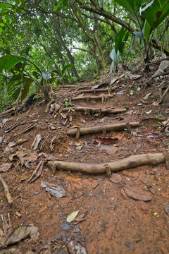Wooden steps in the Copolia nature trailninside the national park, Mahe Seychelles.j