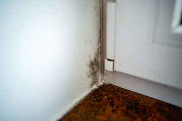 Obraz premium Black mold stains on a wall caused by indoor humidity