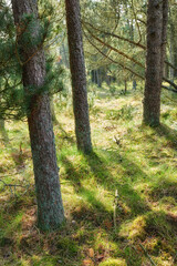 Fototapeta premium Forest, environment and grass with trees in nature for landscape, hiking trail or foliage. Sustainability, plants and conservation park with woods and trunk outdoor for trekking path and destination