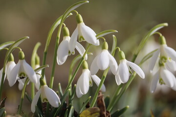 Obraz premium Flowering white snowdrop (Galanthus nivalis) plants in spring garden