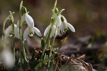 Bee on flower of white snowdrop (Galanthus nivalis) plant in spring garden