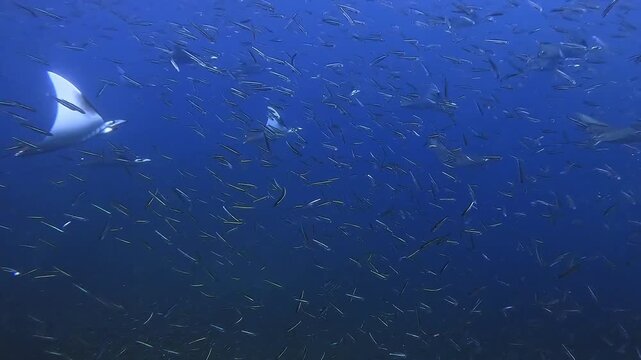 Dozens of Mobula rays gather in Raja Ampat to hunt the big schools of anchovies. These videos show their hunting behaviour and how they attack the schools of anchovies. Clip 20 of 27