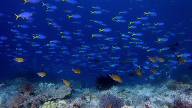 Large numbers of small fish swimming in a dense school with giant trevallies