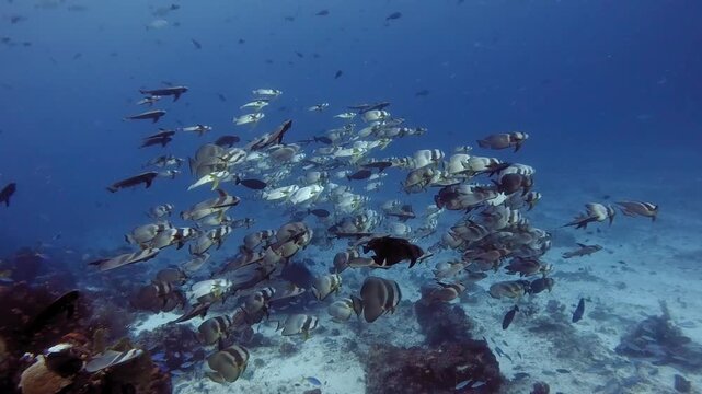 A big school of batfish (spade fish) display unusual behaviour by swimming sideways