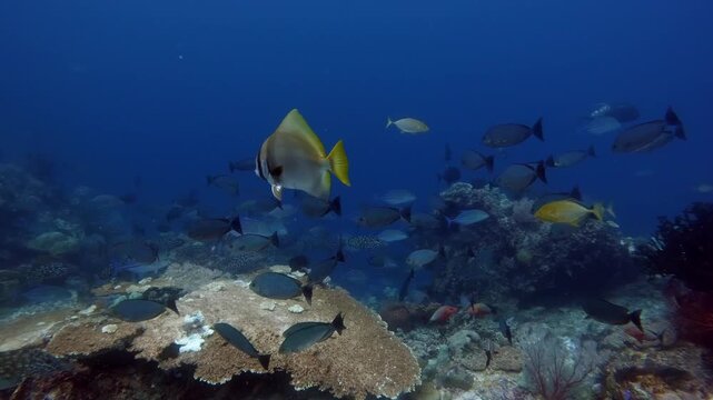 Schooling predator fish swimming above a coral reef searching for prey